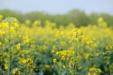 Obraz premium Rape Brassica napus plant field. Agricultural background