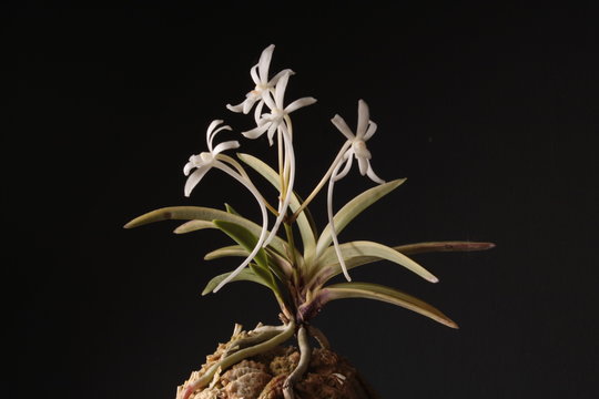 Orchid of the Neofinetia falcata Fuji-nishiki