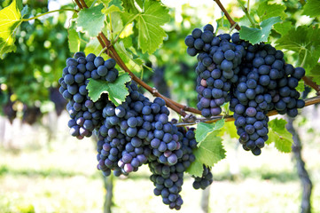 Grapes with green leaves the vine Vine grape plants - obrazy, fototapety, plakaty
