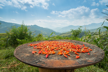 Chili peppers drying in the sun