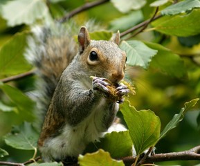 Grey Squirrel