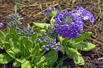 Obraz premium Mountain Wild violet flowers in springtime. Annapurna national park.