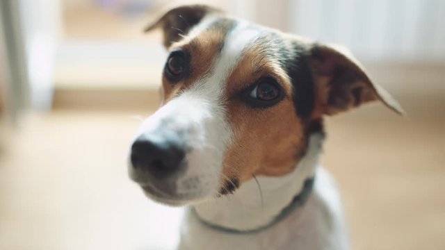 Small dog breed Jack Russell Terrier looks interested in the camera. Close-up