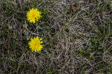 Yellow Dandelions Blooming in Backyard Grass &ndash; Early Spring Wildflowers