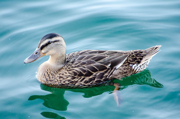 Duck in the water