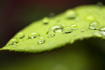 Drops on the green leaf