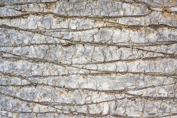 Palm tree gray dry bark closeup texture.