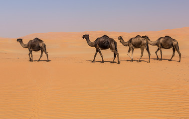 Fototapeta na wymiar Camels in the liwa desert