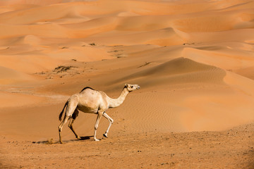Camels  in the liwa desert