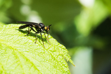 Black Fly