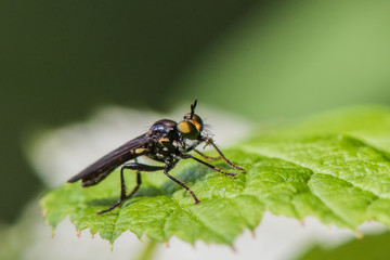 Black Fly