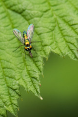 Green Fly