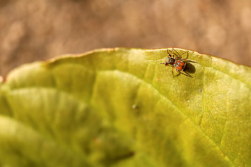 The little colorful spiders collection. 