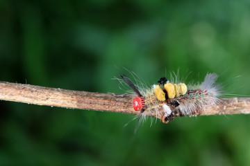 Colorful hairy caterpillars on branches in the garden. 