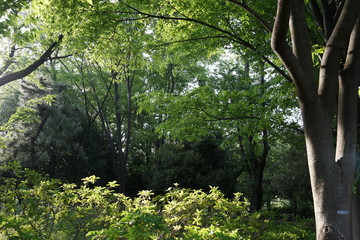 Fototapeta premium 新緑 森 公園 日差し 