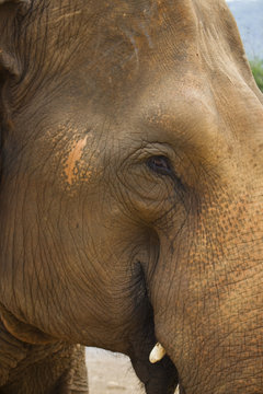 Asian Elephant