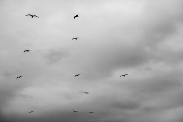 Black and White Gulls