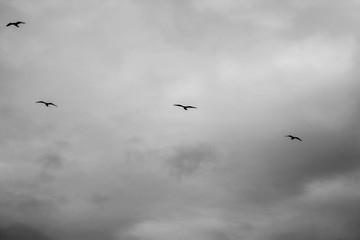 Black and White Gulls II