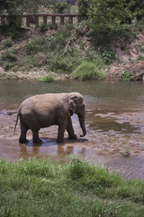 Elephant in a River