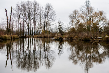 Warren G. Magnuson Park Pond Winter Reflection