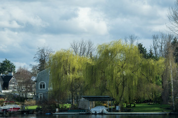 Fototapeta premium East Side Willows