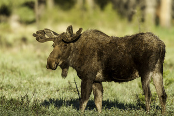 Fototapeta premium Bull Moose at Rocky Mountain National Park