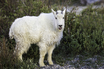 Mountain Goats in Colorado