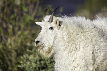 Naklejka na ściany i meble Mountain Goats in Colorado