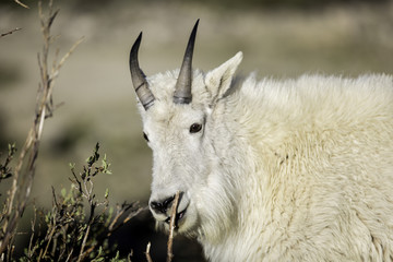 Obraz premium Mountain Goats in Colorado
