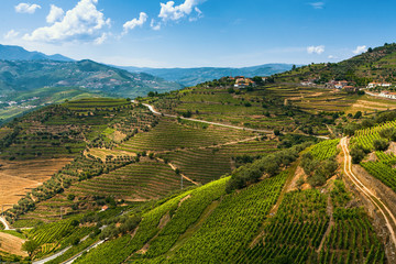 Fototapeta na wymiar View of vineyards are on a hills Douro Valley, Portugal. .