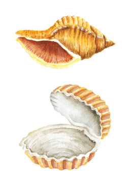 Beige Sea shells. Watercolor illustration