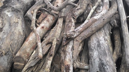 Firewood for bonfire
