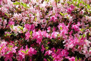 鳴川園地、つつじ園