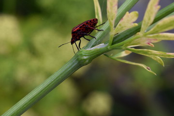 Minstrel Bug