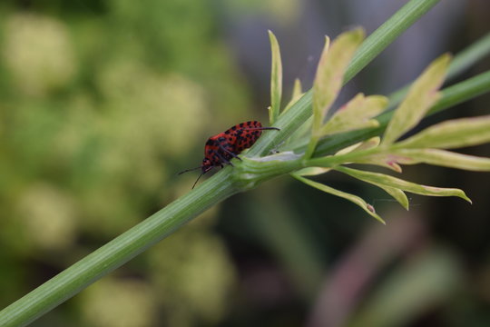Minstrel Bug