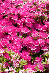 鳴川園地、つつじ園