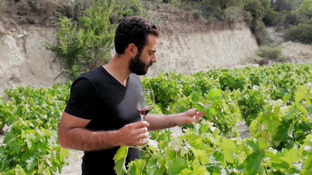 beautiful sunburnt winemaker go through his winery, inspect the leaves and drink his red wine