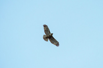hawk in the sky