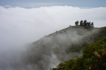 Trees above the fog on mount tam