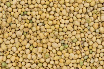 Soybean organic background