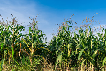 Corn field under blue sky with some fluffy clouds