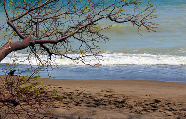 Tree brunch over the sea