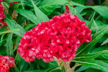Closeup to Cockscomb, Chinese Wool Flower, Celosia Argentea