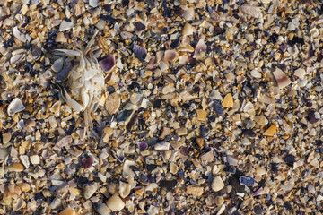 detail of crushed shells beach crab