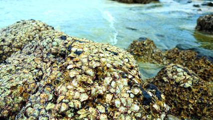 Fototapeta na wymiar Death oyster shell on rock.