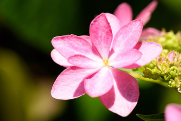 京都　三室戸寺の紫陽花