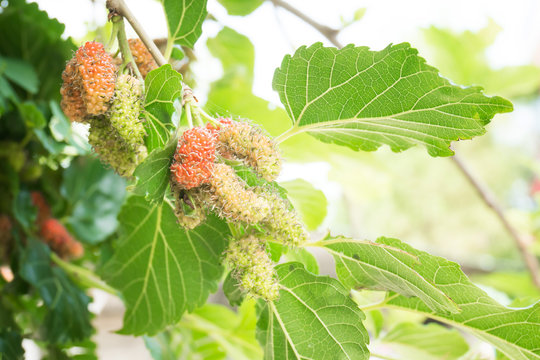 Ripe and unripe mulberry on tree branch