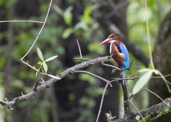 White throated Kingfisher. This is a common resident bird of Thailand. Its habitat are evergreen forest, lowland and rivers.