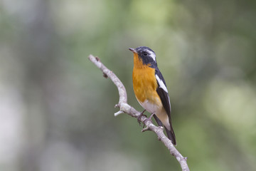 Fototapeta premium Mugimaki flycatcher (Ficedula mugimaki) This is a male passage migrant and winter visitor bird of Thailand. Its habitat are evergreen forest, wooded gardens, secondary.