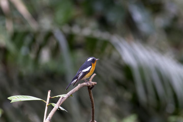 Mugimaki flycatcher (Ficedula mugimaki) This is a male passage migrant and winter visitor bird of Thailand. Its habitat are evergreen forest, wooded gardens, secondary.